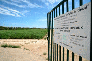 Station d’épuration écologique, filtre plantes de roseaux - Salin-de-Giraud (© Photo Région PACA / Garufi J-P)
