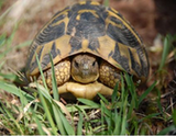 Tortue d'Hermann

(© Antoine Catard)